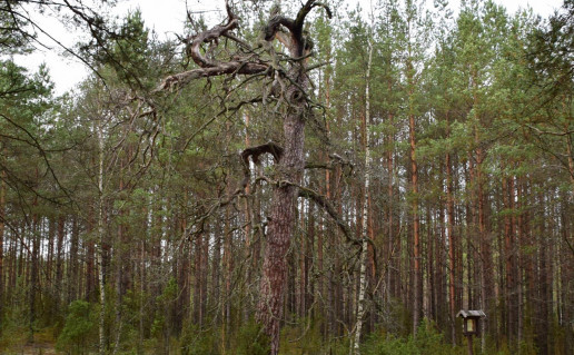 9_Drave už Šaudyklos kalno Narkaus foto.jpg